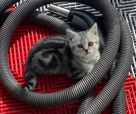 swisstrax cat on garage flooring red grey