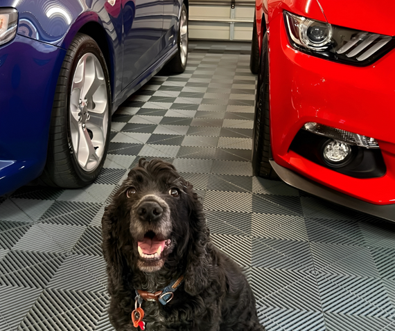 swisstrax dog in garage flooring grey